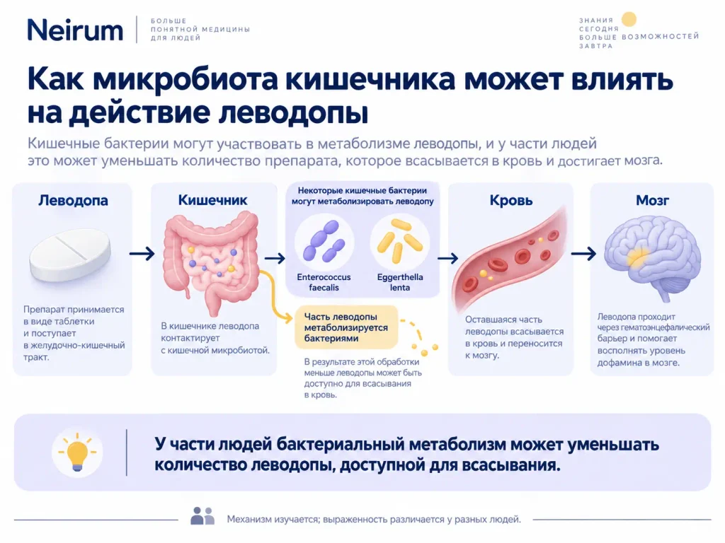 микробиом кишечника и общее состояние организма